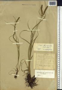 Carex leiorhyncha C.A.Mey., Siberia, Russian Far East (S6) (Russia)