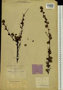 Betula glandulosa Michx., Siberia, Yakutia (S5) (Russia)