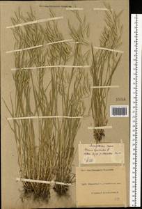 Bromus squarrosus L., Eastern Europe, North Ukrainian region (E11) (Ukraine)
