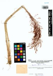 Agrostis vinealis Schreb., Siberia, Baikal & Transbaikal region (S4) (Russia)