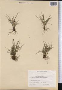 Carex norvegica Retz. , nom. cons., America (AMER) (Greenland)