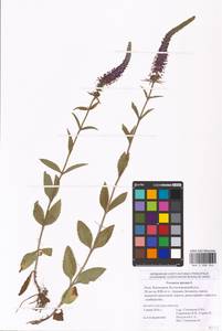 MHA 0 008 344, Veronica spicata L., Eastern Europe, Lower Volga region (E9) (Russia)