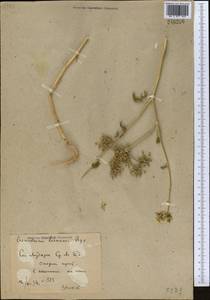 Eremodaucus lehmannii Bunge, Middle Asia, Syr-Darian deserts & Kyzylkum (M7) (Uzbekistan)