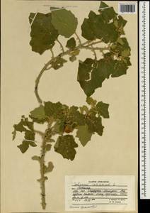 Solanum incanum L., South Asia, South Asia (Asia outside ex-Soviet states and Mongolia) (ASIA) (Afghanistan)