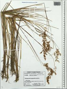 Calamagrostis purpurea (Trin.) Trin., Siberia, Central Siberia (S3) (Russia)