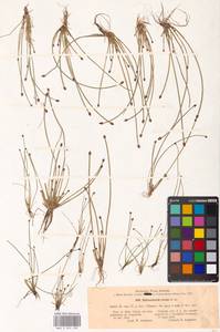 Eleocharis ovata (Roth) Roem. & Schult., Eastern Europe, North-Western region (E2) (Russia)