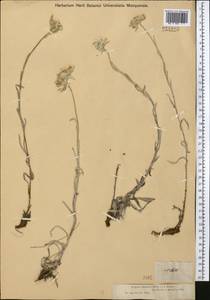 Leontopodium campestre (Ledeb.) Hand.-Mazz., Middle Asia, Dzungarian Alatau & Tarbagatai (M5) (Kazakhstan)