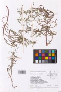Corispermum marschallii Steven, Eastern Europe, Central region (E4) (Russia)