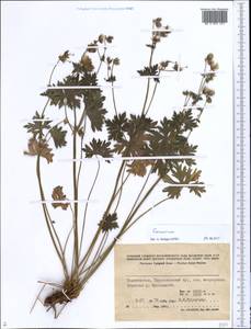 Geranium, Middle Asia, Pamir & Pamiro-Alai (M2) (Tajikistan)