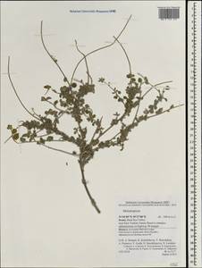 Heliotropium, South Asia, South Asia (Asia outside ex-Soviet states and Mongolia) (ASIA) (Israel)