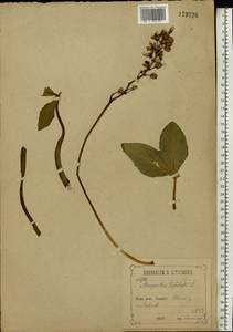 Menyanthes trifoliata L., Eastern Europe, Central forest-and-steppe region (E6) (Russia)