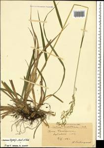 Festuca drymeja Mert. & W.D.J.Koch, Caucasus, Georgia (K4) (Georgia)