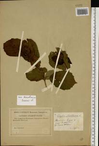 Corylus avellana L., Eastern Europe, Central region (E4) (Russia)