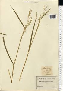 Leersia oryzoides (L.) Sw., Eastern Europe, North Ukrainian region (E11) (Ukraine)