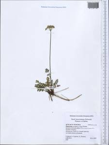 Seseli mucronatum (Schrenk) Pimenov & Sdobnina, Middle Asia, Northern & Central Tian Shan (M4) (Kyrgyzstan)