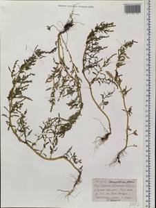 Oxybasis glauca (L.) S. Fuentes, Uotila & Borsch, Siberia, Baikal & Transbaikal region (S4) (Russia)