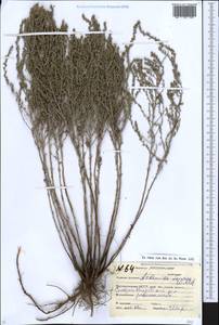 Artemisia taurica Willd., Caucasus, Stavropol Krai, Karachay-Cherkessia & Kabardino-Balkaria (K1b) (Russia)