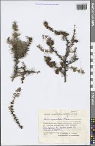 Larix gmelinii (Rupr.) Kuzen., Siberia, Yakutia (S5) (Russia)