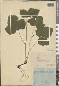 Rubus saxatilis L., Eastern Europe, Central forest region (E5) (Russia)