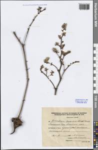 Goniolimon speciosum (L.) Boiss., Siberia, Altai & Sayany Mountains (S2) (Russia)