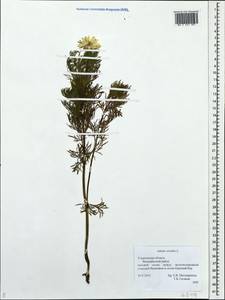 Adonis vernalis L., Eastern Europe, Middle Volga region (E8) (Russia)