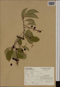 Prunus serotina Ehrh., Western Europe (EUR) (Germany)