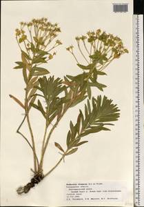 Euphorbia stepposa Zoz ex Prokh., Eastern Europe, Central forest-and-steppe region (E6) (Russia)