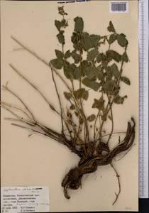 Lophanthus schrenkii Levin, Middle Asia, Muyunkumy, Balkhash & Betpak-Dala (M9) (Kazakhstan)