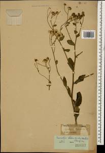 Tanacetum balsamitoides Sch. Bip., Caucasus (no precise locality) (K0)