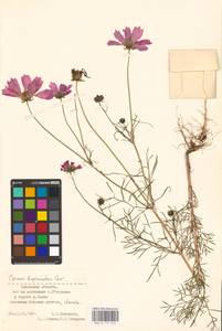 Cosmos bipinnatus Cav., Eastern Europe, North-Western region (E2) (Russia)