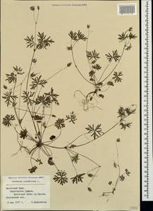 Geranium columbinum L., Crimea (KRYM) (Russia)