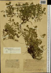 Thymus kirgisorum Dubj., Siberia, Western (Kazakhstan) Altai Mountains (S2a) (Kazakhstan)