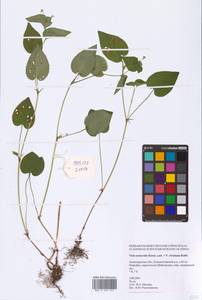 Viola × neglecta F. W. Schmidt, Eastern Europe, North-Western region (E2) (Russia)