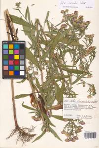 Symphyotrichum ×versicolor (Willd.) G. L. Nesom, Eastern Europe, Moscow region (E4a) (Russia)