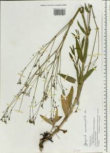 Gypsophila scorzonerifolia Ser., Eastern Europe, Middle Volga region (E8) (Russia)