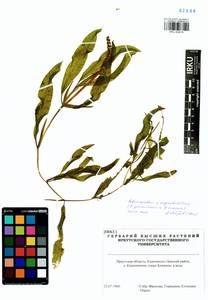 Potamogeton × angustifolius J.Presl, Siberia, Baikal & Transbaikal region (S4) (Russia)