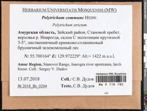 Polytrichum commune Hedw., Bryophytes, Bryophytes - Russian Far East (excl. Chukotka & Kamchatka) (B20) (Russia)