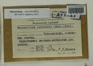Niphotrichum ericoides (Brid.) Bedn.-Ochyra & Ochyra, Bryophytes, Bryophytes - Karelia, Leningrad & Murmansk Oblasts (B4) (Russia)