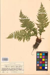 Pseudathyrium alpestre subsp. alpestre, Caucasus, Stavropol Krai, Karachay-Cherkessia & Kabardino-Balkaria (K1b) (Russia)