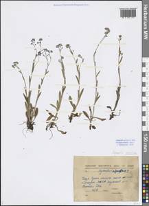 Myosotis asiatica (Vestergr. ex Hultén) Schischk. & Serg., Siberia, Yakutia (S5) (Russia)