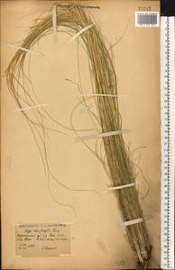 Stipa tirsa Steven, Eastern Europe, Central forest-and-steppe region (E6) (Russia)