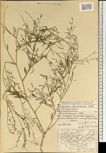 Corethrodendron fruticosum (Pall.) B.H.Choi & H.Ohashi, Mongolia (MONG) (Mongolia)