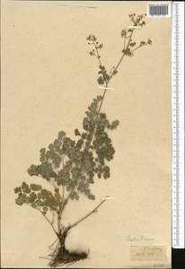 Thalictrum, Middle Asia, Middle Asia (no precise locality) (M0)