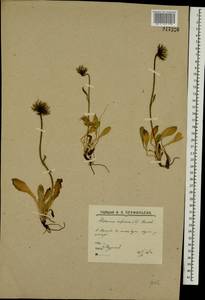 Hieracium alpinum L., Eastern Europe, Northern region (E1) (Russia)