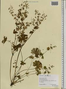 Geranium pusillum L., Eastern Europe, Central forest-and-steppe region (E6) (Russia)