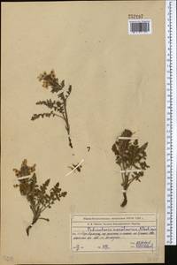 Pedicularis karatavica Pavlov, Middle Asia, Western Tian Shan & Karatau (M3) (Kazakhstan)