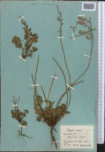 Polygala, Middle Asia, Pamir & Pamiro-Alai (M2) (Kyrgyzstan)