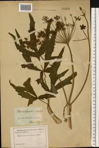Heracleum sphondylium subsp. sibiricum (L.) Simonk., Eastern Europe, South Ukrainian region (E12) (Ukraine)
