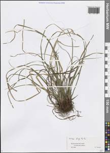 Carex digitata L., Caucasus, Black Sea Shore (from Novorossiysk to Adler) (K3) (Russia)