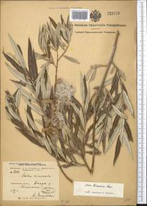 Salix turanica Nasarow, Middle Asia, Muyunkumy, Balkhash & Betpak-Dala (M9) (Kazakhstan)